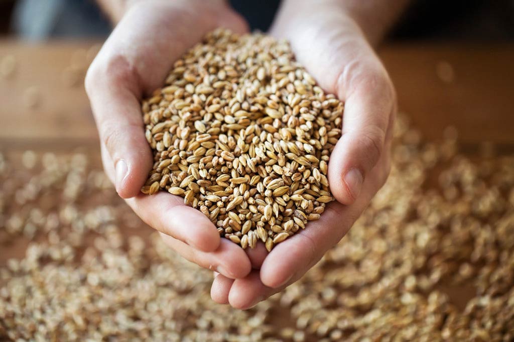 A person holding a handful of hemp seeds.