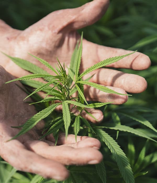 Two hands cupped around the leaves of a hemp plant.