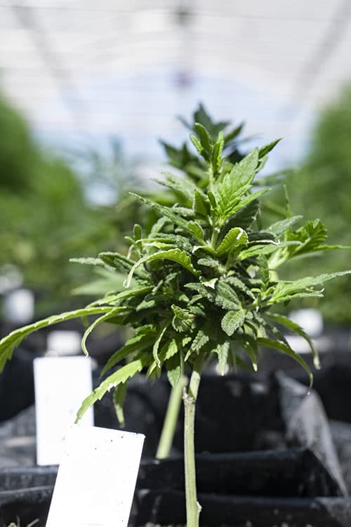 A hemp plant in a greenhouse.