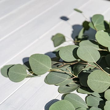 Eucalyptus Ingredient - Hemp Balms, Rubs, Creams & Topicals