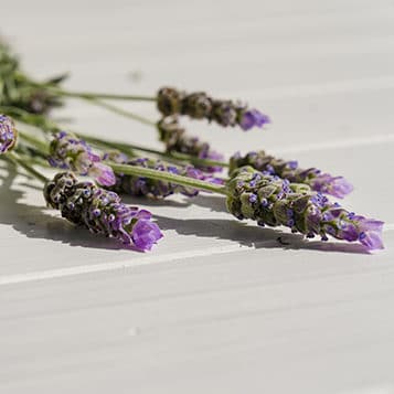 lavender ingredient - hemp balms, creams & topicals