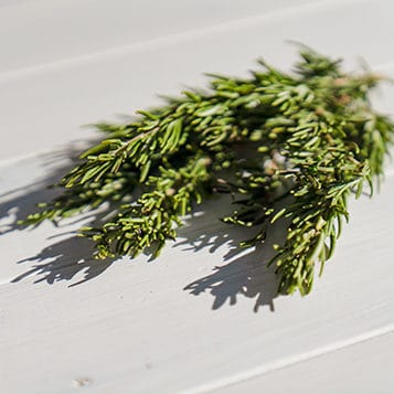 Rosemary Ingredient - Hemp Topicals